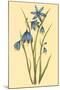 Large Flowered Blue Eyed Grass-null-Mounted Art Print