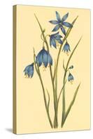 Large Flowered Blue Eyed Grass-null-Stretched Canvas