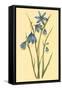 Large Flowered Blue Eyed Grass-null-Framed Stretched Canvas