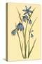 Large Flowered Blue Eyed Grass-null-Stretched Canvas