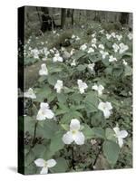 Large-Flowered Trillium, Great Smoky Mountains National Park, Tennessee, USA-Adam Jones-Stretched Canvas