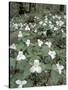 Large-Flowered Trillium, Great Smoky Mountains National Park, Tennessee, USA-Adam Jones-Stretched Canvas