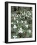 Large-Flowered Trillium, Great Smoky Mountains National Park, Tennessee, USA-Adam Jones-Framed Photographic Print