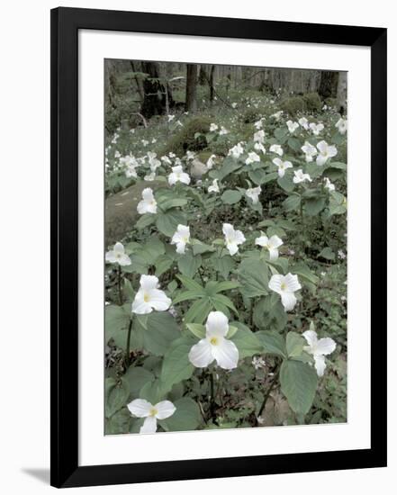 Large-Flowered Trillium, Great Smoky Mountains National Park, Tennessee, USA-Adam Jones-Framed Photographic Print