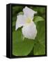 Large Flowered Trillium in Great Smoky Mountains National Park in Tennesse-Melissa Southern-Framed Stretched Canvas