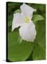 Large Flowered Trillium in Great Smoky Mountains National Park in Tennesse-Melissa Southern-Stretched Canvas