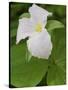 Large Flowered Trillium in Great Smoky Mountains National Park in Tennesse-Melissa Southern-Stretched Canvas