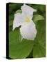 Large Flowered Trillium in Great Smoky Mountains National Park in Tennesse-Melissa Southern-Stretched Canvas