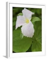 Large Flowered Trillium in Great Smoky Mountains National Park in Tennesse-Melissa Southern-Framed Photographic Print