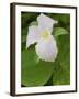 Large Flowered Trillium in Great Smoky Mountains National Park in Tennesse-Melissa Southern-Framed Photographic Print