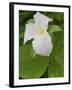 Large Flowered Trillium in Great Smoky Mountains National Park in Tennesse-Melissa Southern-Framed Photographic Print