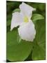 Large Flowered Trillium in Great Smoky Mountains National Park in Tennesse-Melissa Southern-Mounted Photographic Print