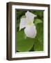 Large Flowered Trillium in Great Smoky Mountains National Park in Tennesse-Melissa Southern-Framed Photographic Print