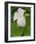 Large Flowered Trillium in Great Smoky Mountains National Park in Tennesse-Melissa Southern-Framed Photographic Print