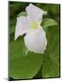 Large Flowered Trillium in Great Smoky Mountains National Park in Tennesse-Melissa Southern-Mounted Photographic Print