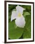 Large Flowered Trillium in Great Smoky Mountains National Park in Tennesse-Melissa Southern-Framed Photographic Print