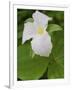 Large Flowered Trillium in Great Smoky Mountains National Park in Tennesse-Melissa Southern-Framed Photographic Print