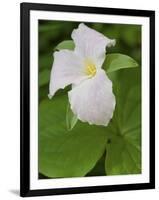 Large Flowered Trillium in Great Smoky Mountains National Park in Tennesse-Melissa Southern-Framed Photographic Print