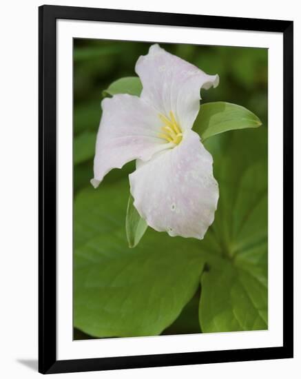 Large Flowered Trillium in Great Smoky Mountains National Park in Tennesse-Melissa Southern-Framed Photographic Print