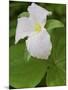 Large Flowered Trillium in Great Smoky Mountains National Park in Tennesse-Melissa Southern-Mounted Photographic Print