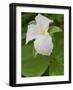 Large Flowered Trillium in Great Smoky Mountains National Park in Tennesse-Melissa Southern-Framed Photographic Print