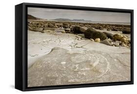 Large Fossil Ammonites on the Beach-null-Framed Stretched Canvas