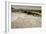 Large Fossil Ammonites on the Beach-null-Framed Photographic Print