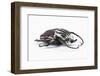 Large Goliathus Goliathus Apicalis Beetle from Africa-Darrell Gulin-Framed Photographic Print