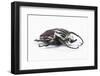 Large Goliathus Goliathus Apicalis Beetle from Africa-Darrell Gulin-Framed Photographic Print