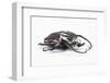 Large Goliathus Goliathus Apicalis Beetle from Africa-Darrell Gulin-Framed Photographic Print