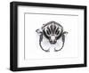 Large Goliathus Goliathus Apicalis Beetle from Africa-Darrell Gulin-Framed Photographic Print