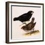 Large Ground Finch, Geospiza Magnirostris-null-Framed Giclee Print