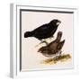 Large Ground Finch, Geospiza Magnirostris-null-Framed Giclee Print