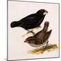 Large Ground Finch, Geospiza Magnirostris-null-Mounted Giclee Print