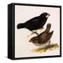 Large Ground Finch, Geospiza Magnirostris-null-Framed Stretched Canvas