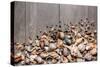 Large Group of Conchs and Shells over a Wooden Background-ccaetano-Stretched Canvas