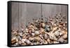 Large Group of Conchs and Shells over a Wooden Background-ccaetano-Framed Stretched Canvas
