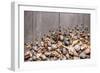 Large Group of Conchs and Shells over a Wooden Background-ccaetano-Framed Photographic Print