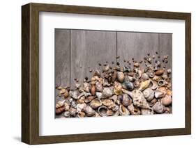 Large Group of Conchs and Shells over a Wooden Background-ccaetano-Framed Photographic Print