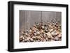 Large Group of Conchs and Shells over a Wooden Background-ccaetano-Framed Photographic Print