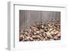 Large Group of Conchs and Shells over a Wooden Background-ccaetano-Framed Photographic Print