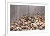 Large Group of Conchs and Shells over a Wooden Background-ccaetano-Framed Photographic Print