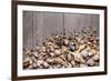 Large Group of Conchs and Shells over a Wooden Background-ccaetano-Framed Photographic Print