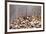 Large Group of Conchs and Shells over a Wooden Background-ccaetano-Framed Photographic Print