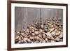 Large Group of Conchs and Shells over a Wooden Background-ccaetano-Framed Photographic Print