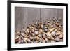 Large Group of Conchs and Shells over a Wooden Background-ccaetano-Framed Photographic Print