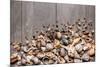 Large Group of Conchs and Shells over a Wooden Background-ccaetano-Mounted Photographic Print