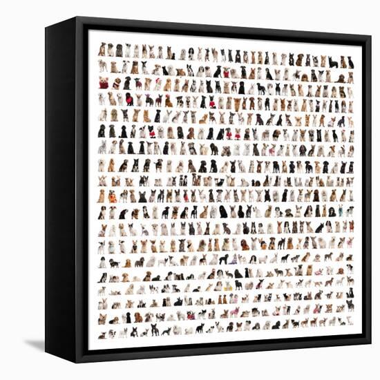 Large Group Of Dog Breeds In Front Of A White Background-Life on White-Framed Stretched Canvas