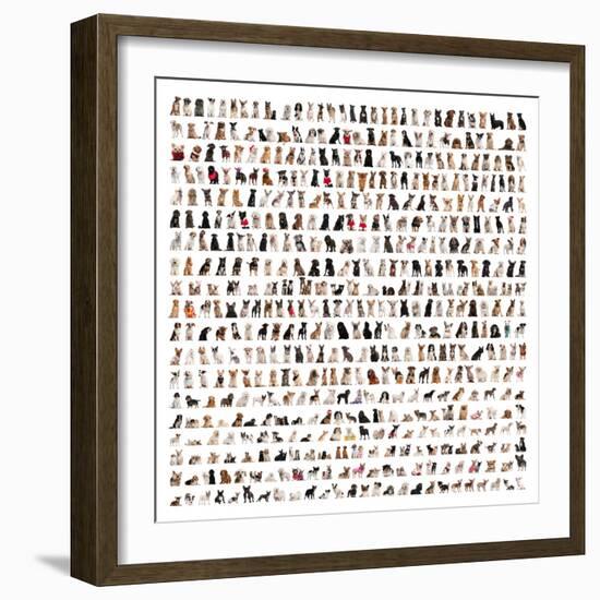 Large Group Of Dog Breeds In Front Of A White Background-Life on White-Framed Art Print