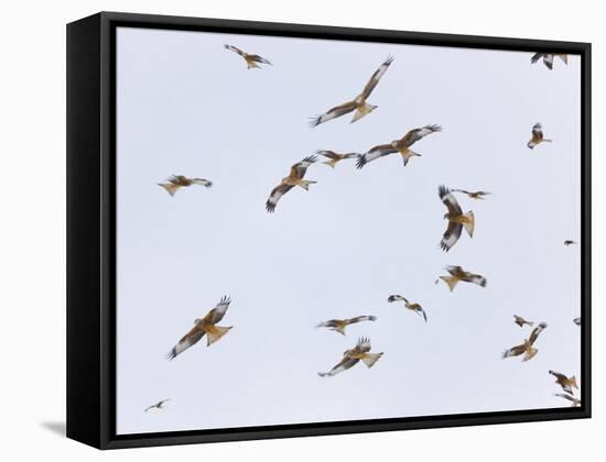 Large Group of Red Kites (Milvus Milvus) in Flight, Powys, Rhayader, Wales, UK-Mu?oz-Framed Stretched Canvas